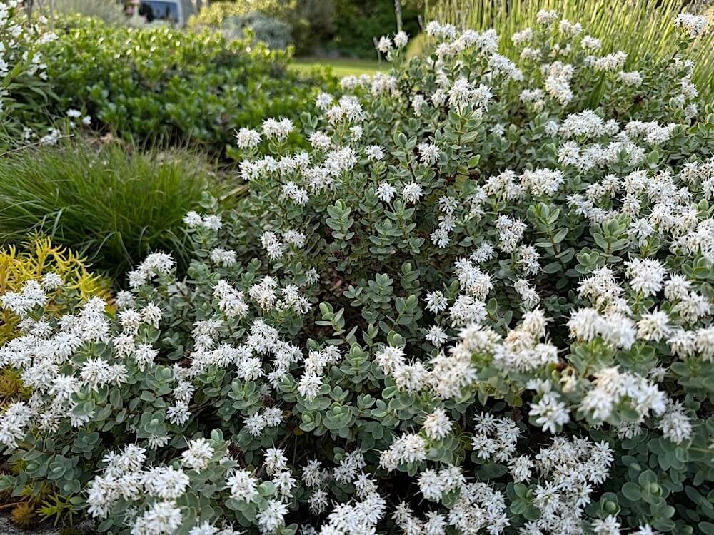 Veronica pinguifolia 03.jpeg