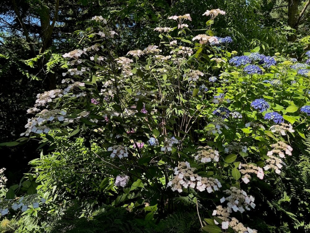 Hydrangea serrata 'Kiyosumi' 01.jpeg