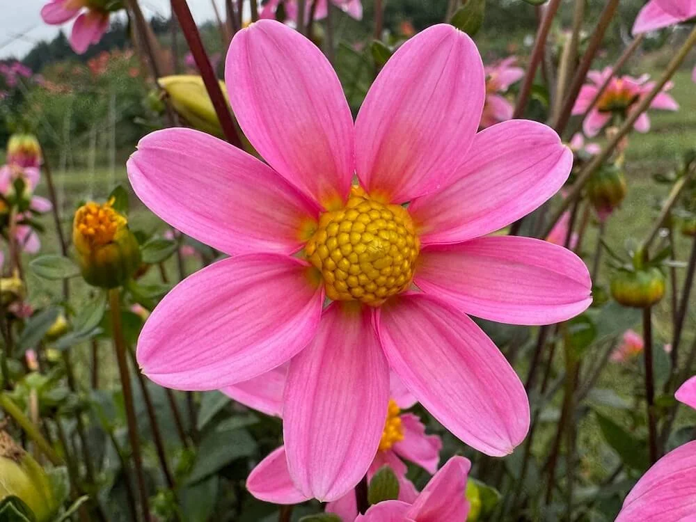 Dahlia 'Bonne Esperance' | Bonne Esperance Dahlia