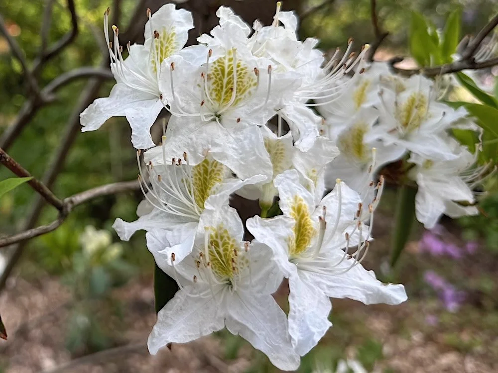 Rhododendron augustinii ssp. hardyii 05.jpeg