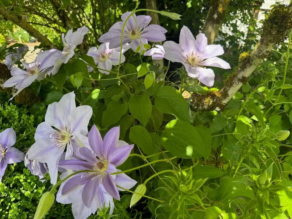 Clematis 'Lady Caroline Nevill' 04.jpeg