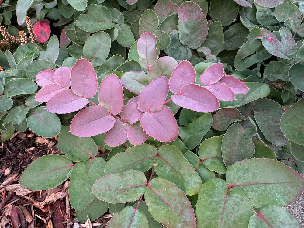 Mahonia repens 05.jpeg