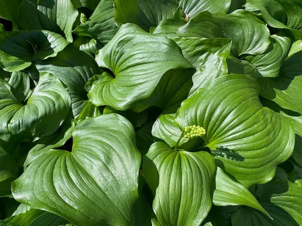 Maianthemum dilatatum 01.jpeg