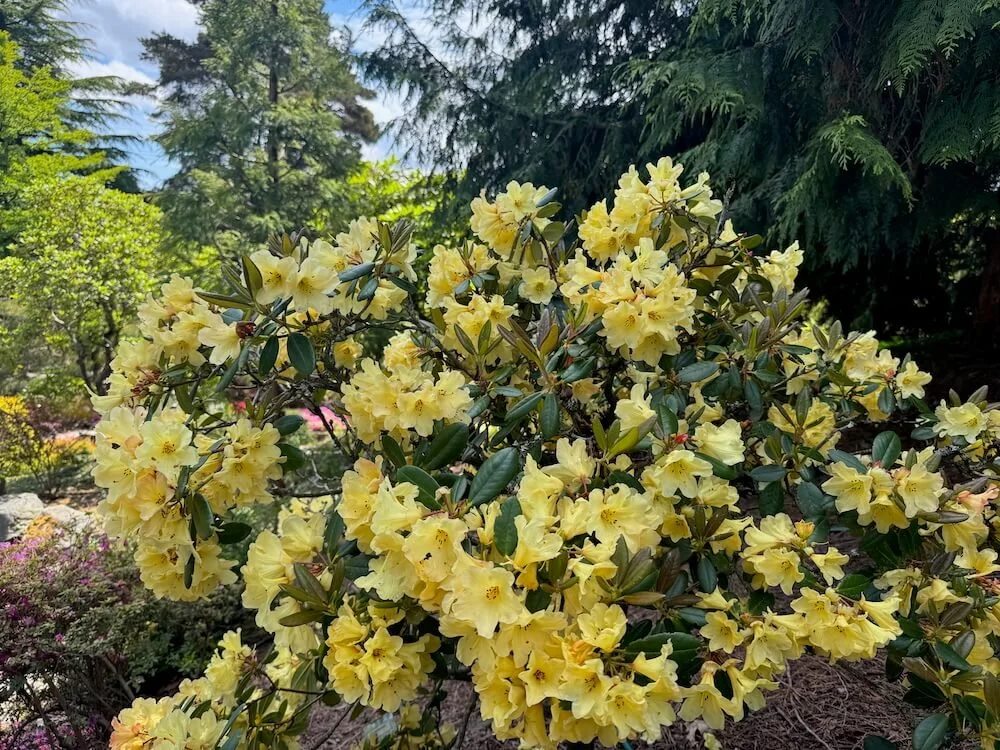 Rhododendron 'Gedser Gold' 03.jpeg