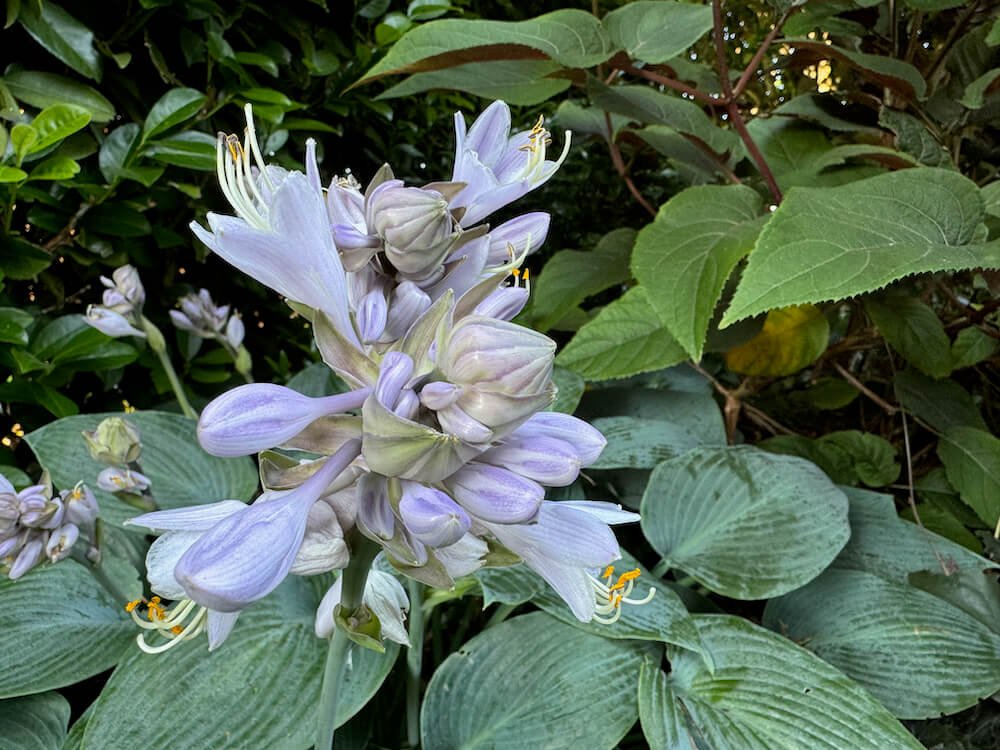 Hosta 'Canadian Blue' 02.jpeg