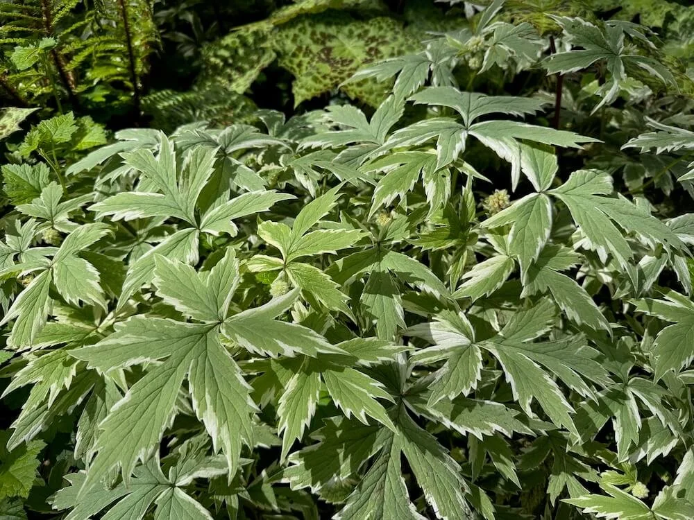 Hydrophyllum tenuipes 'EP Variegated' 04.jpeg (Copy)