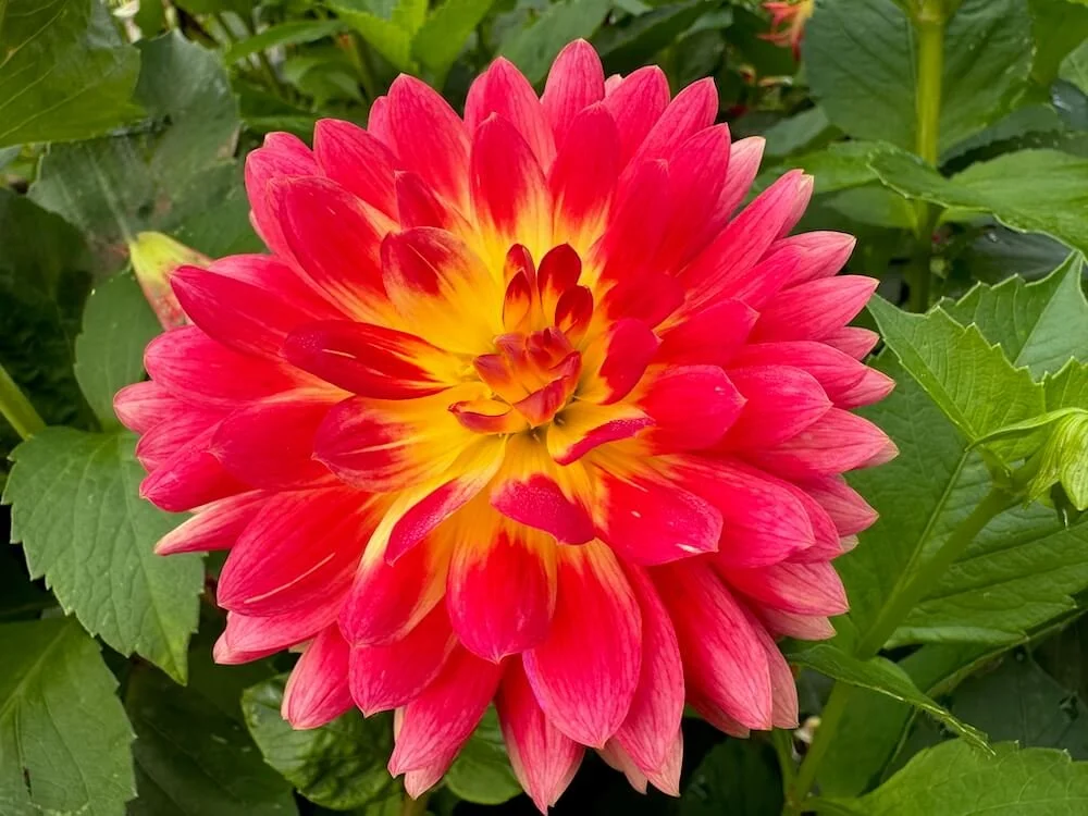 Dahlia 'Kenora Wow' 02.jpeg