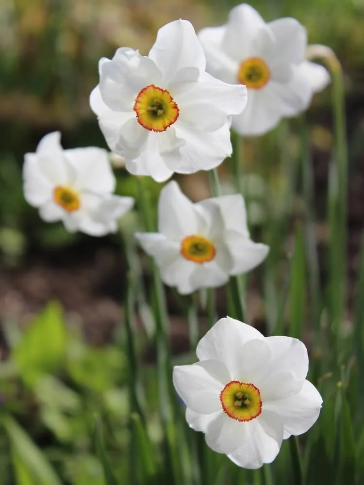 Narcissus 'Actaea' 02.JPG