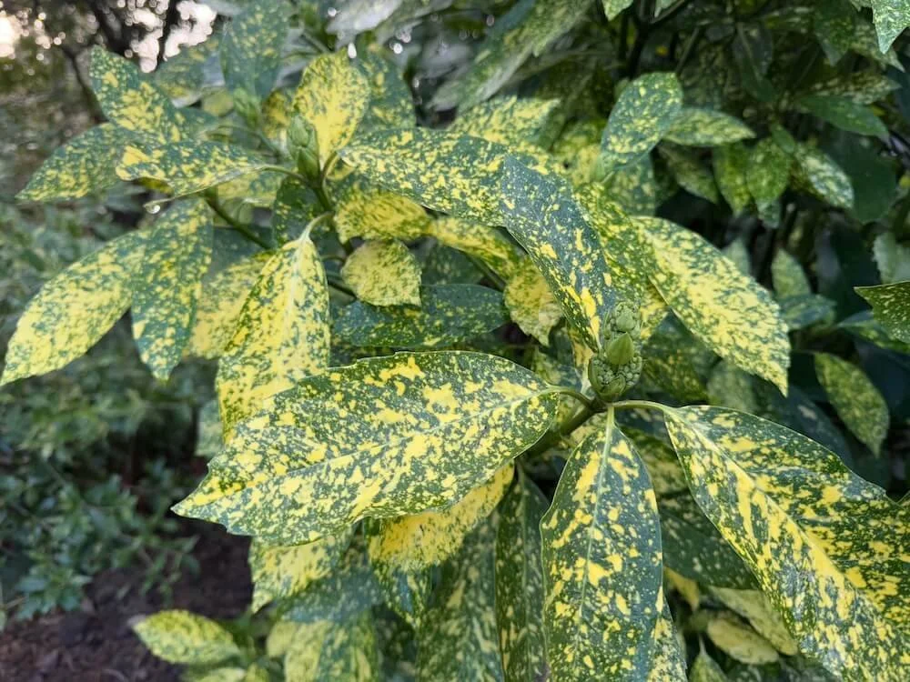 Aucuba japonica 'Variegata' 01.jpeg