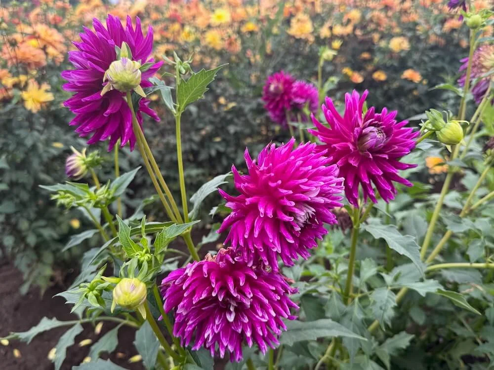 Dahlia 'Nadine Jessie' 03.jpeg