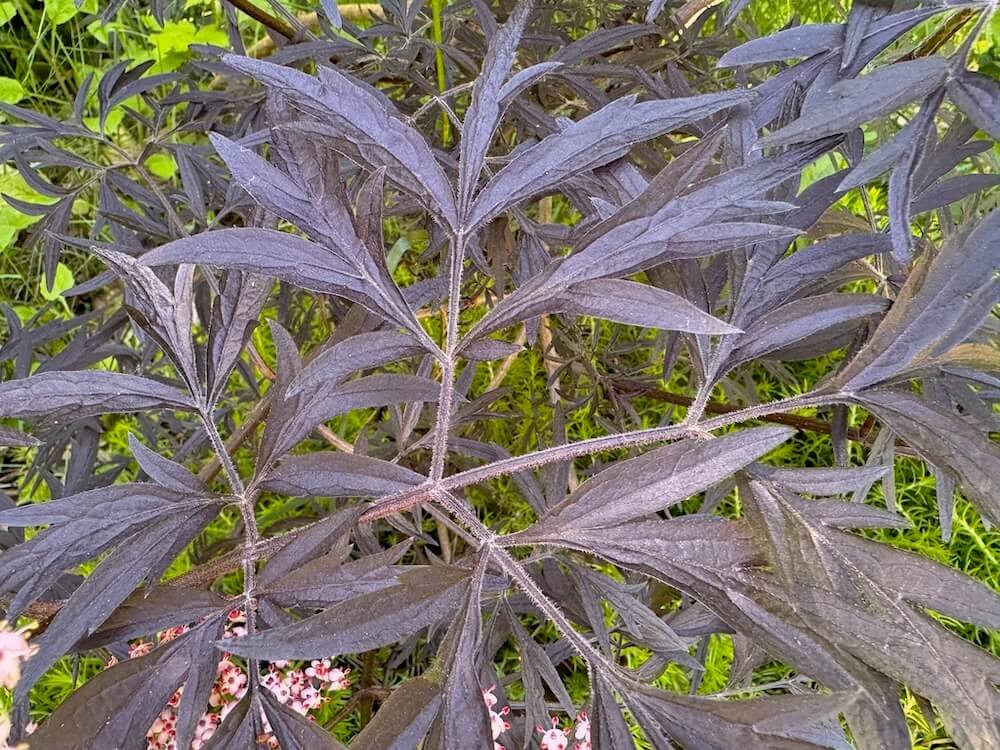 Sambucus nigra 'Eva' 04.jpeg