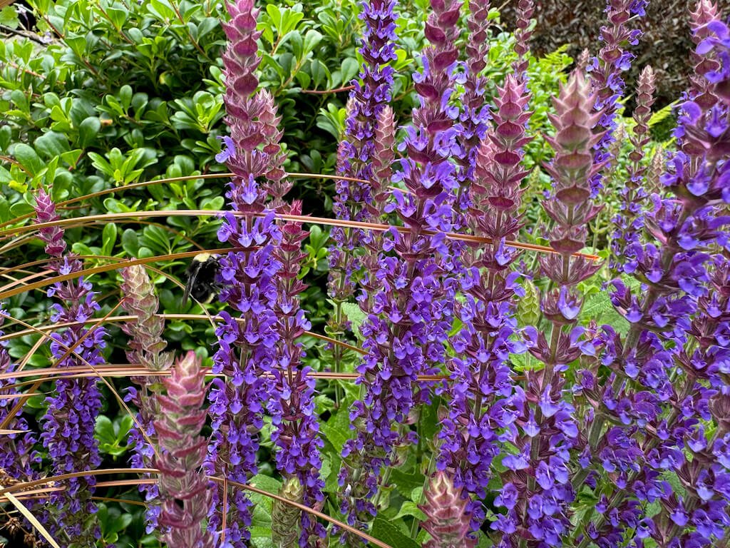 Salvia x sylvestris 'May Night' 05.jpeg