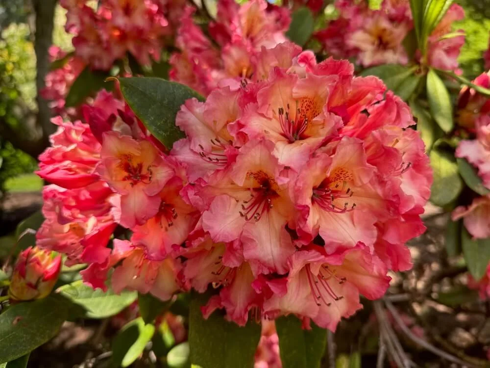 Rhododendron 'Fire Rim' | Fire Rim Rhododendron
