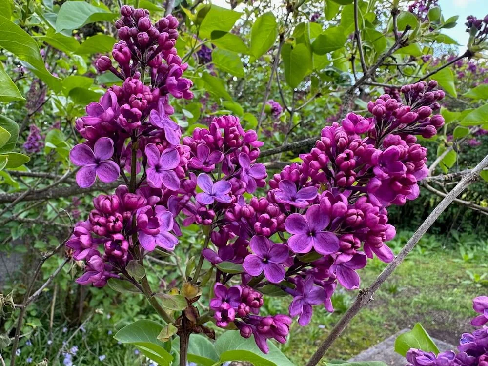 Syringa vulgaris 'Frank Klager' 02.jpeg