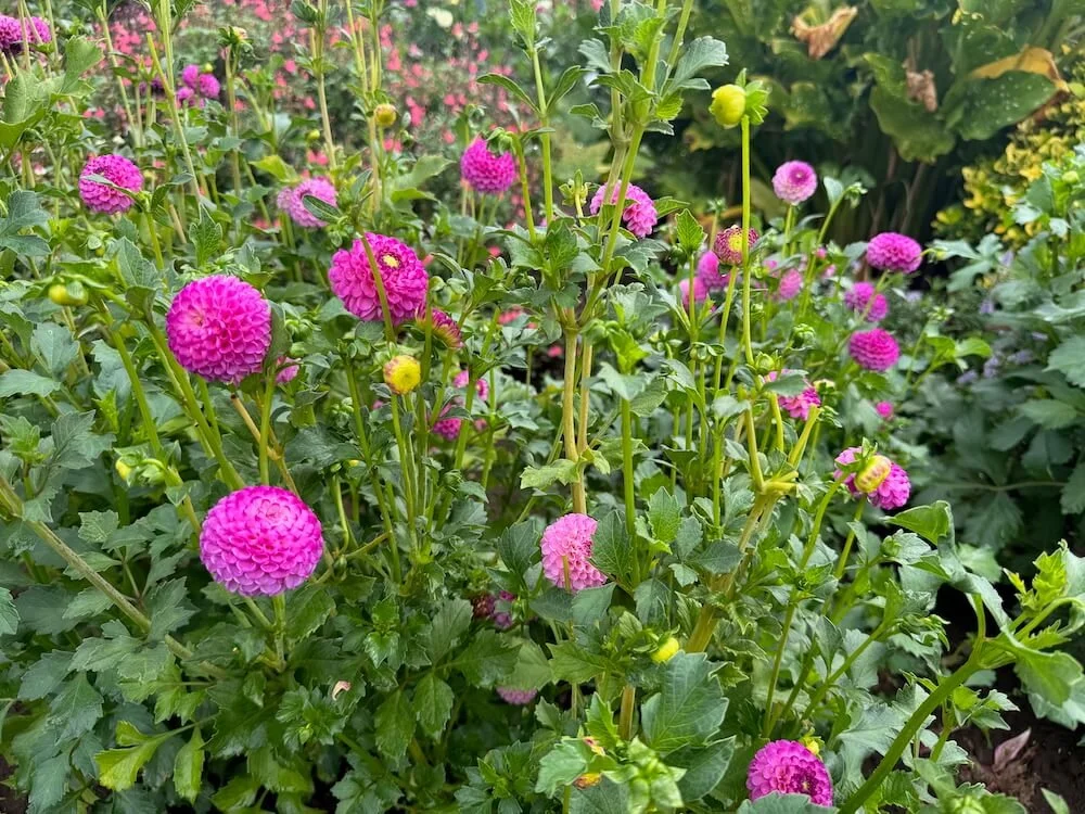 Dahlia 'Zippity Do Da' 03.jpeg