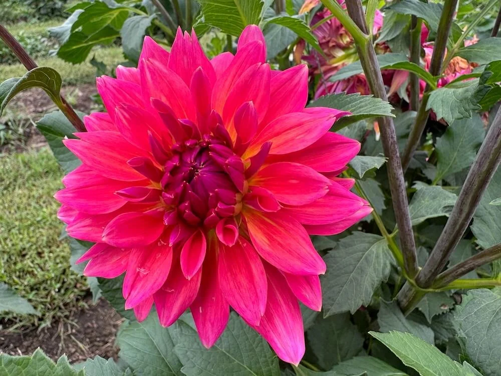 Dahlia 'Fire Magic' 04.jpeg