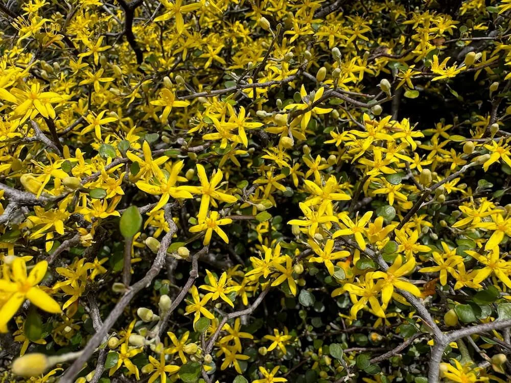 Corokia cotoneaster 02.jpeg
