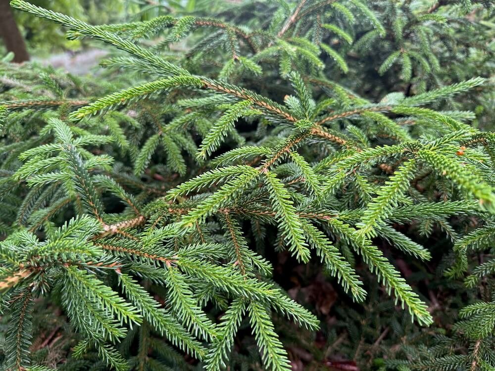 Picea orientalis 'Ferny Creek Prostrate' 01.jpeg
