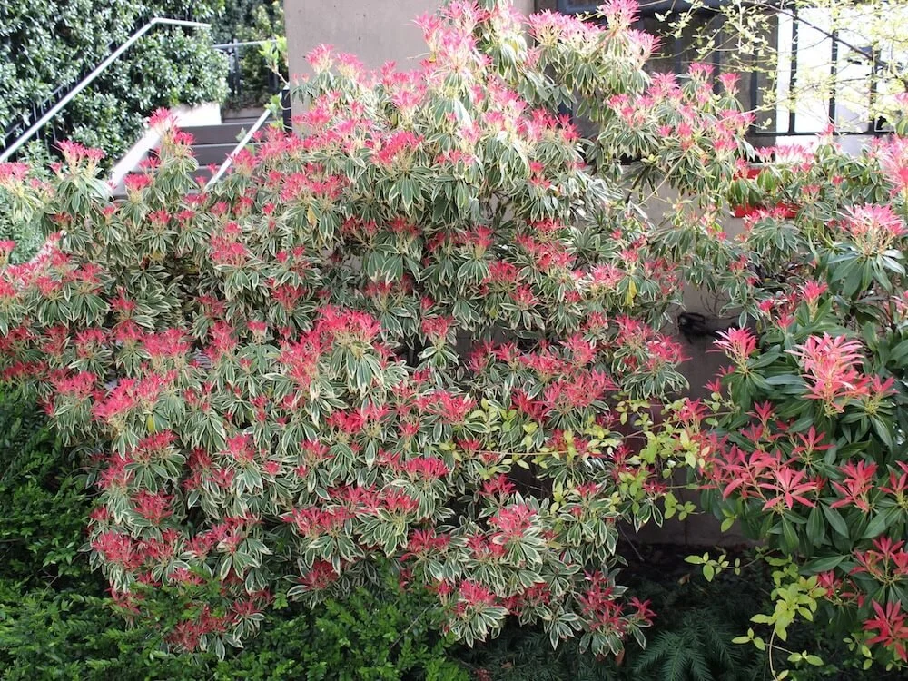 Pieris japonica 'Flaming Silver' 08.JPG