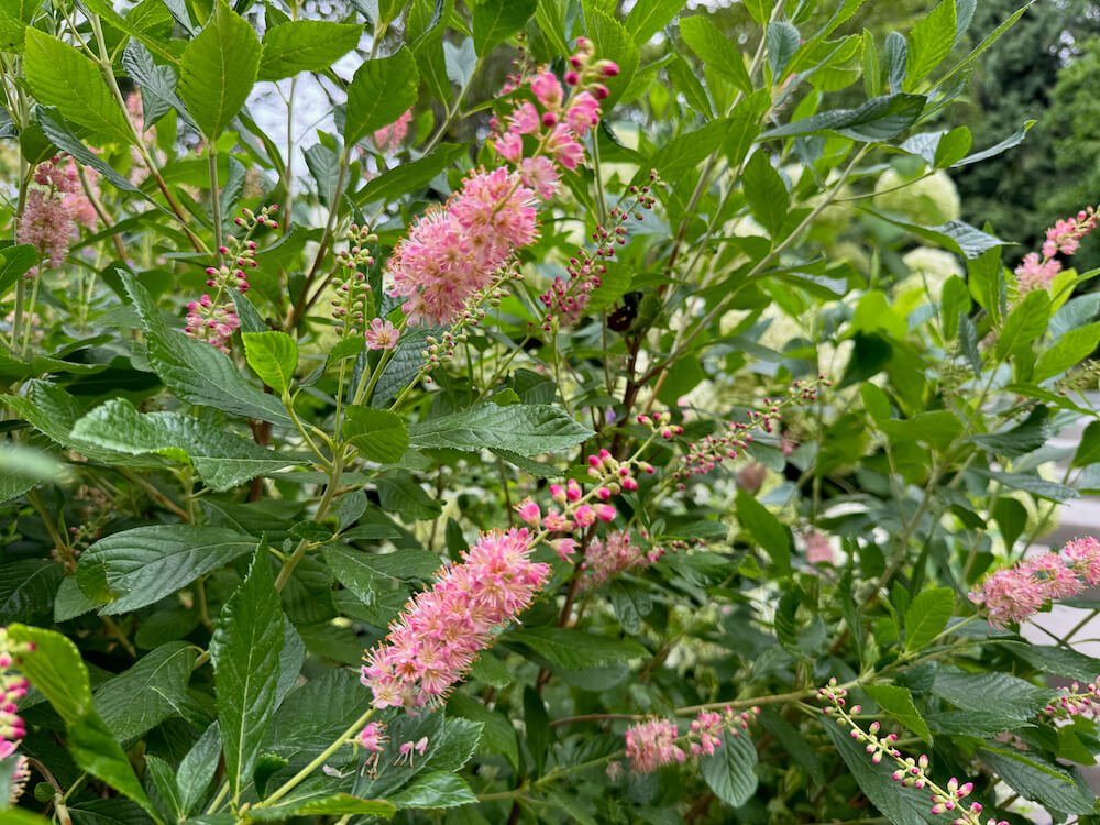Clethra alnifolia 'Hummingbird' 04.jpeg