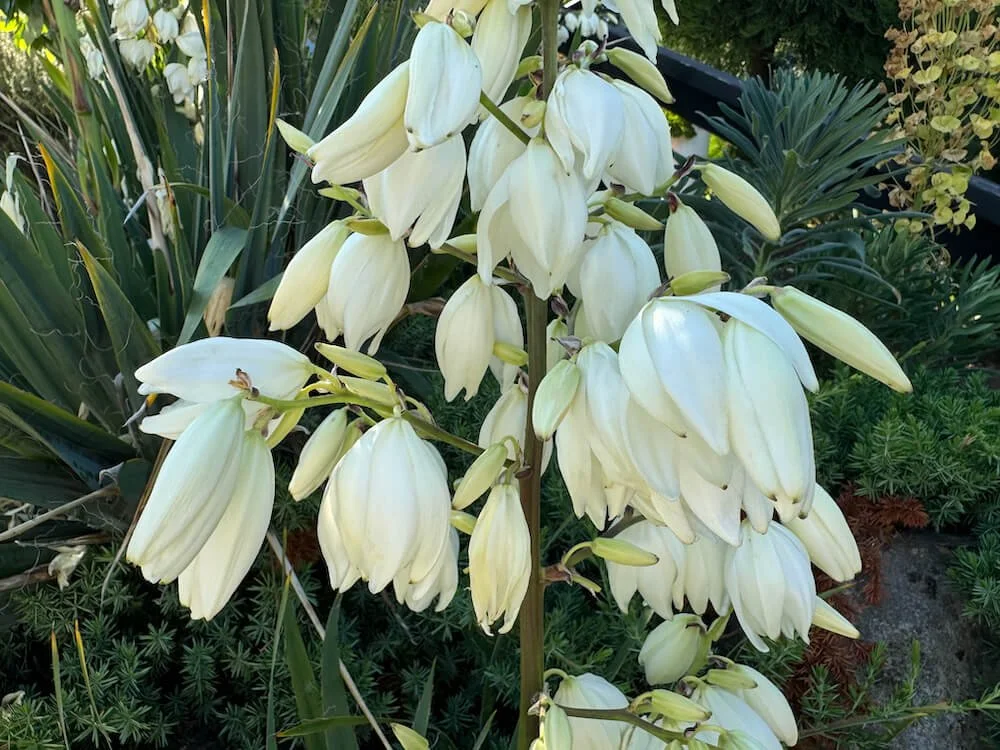 Yucca filamentosa 'Bright Edge' 05.jpeg