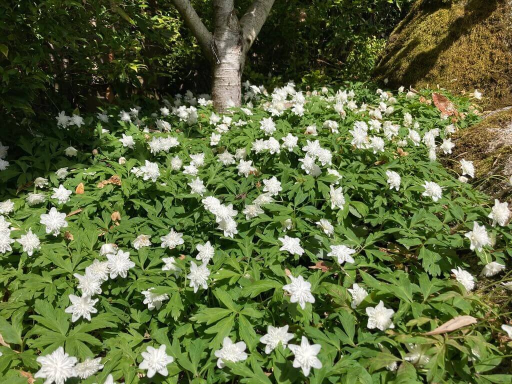 Anemone nemerosa 'Vestal' 03.jpeg