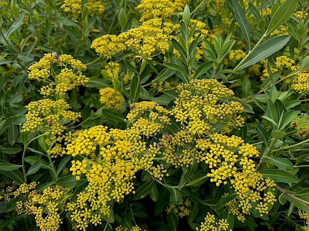 Bupleurum fruticosum 02.jpeg
