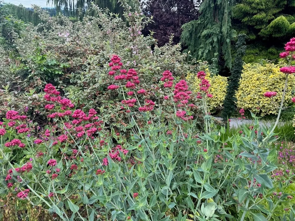 Centranthus ruber 10.jpeg