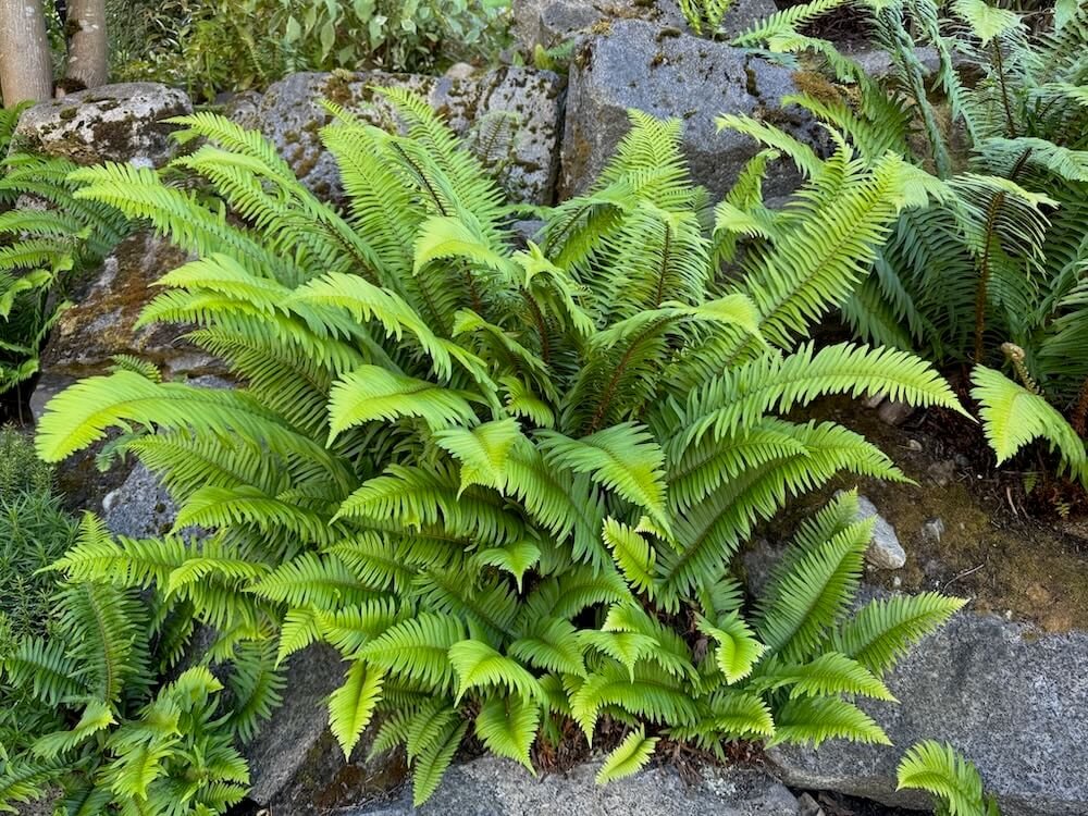 Polystichum munitum 02.jpeg