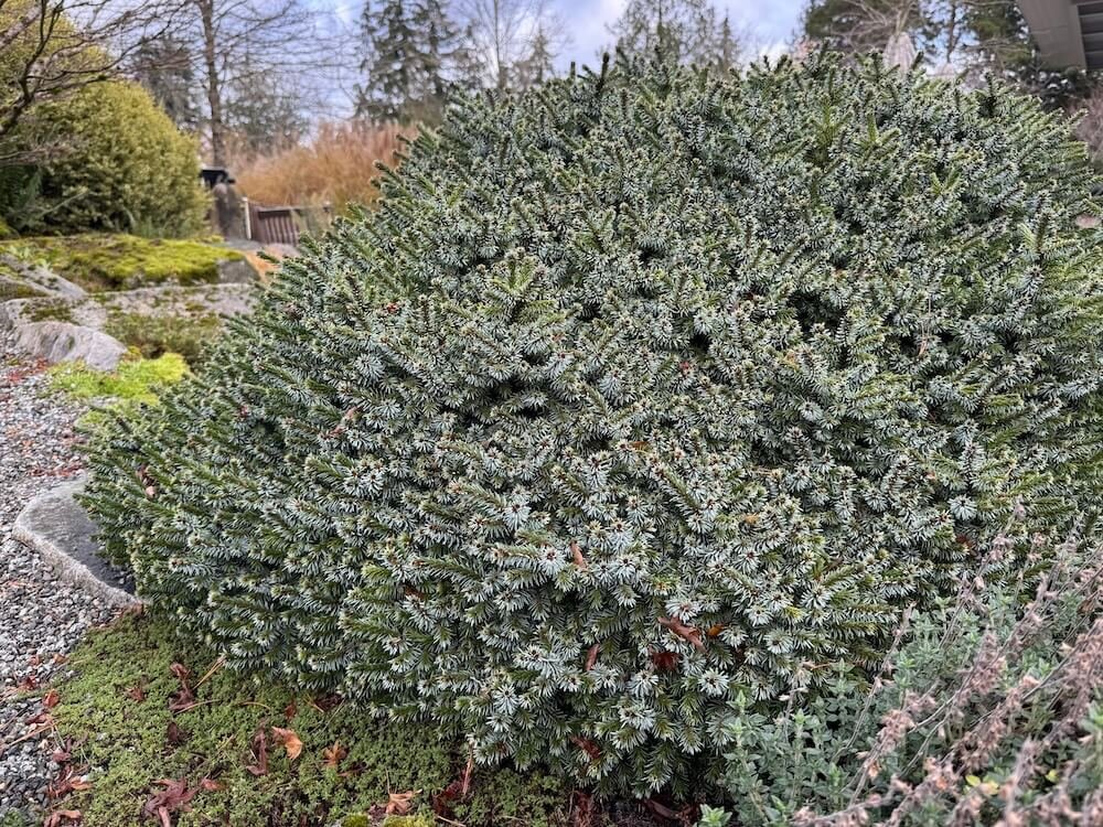 Picea omorika 'Pimoko' 01.jpg