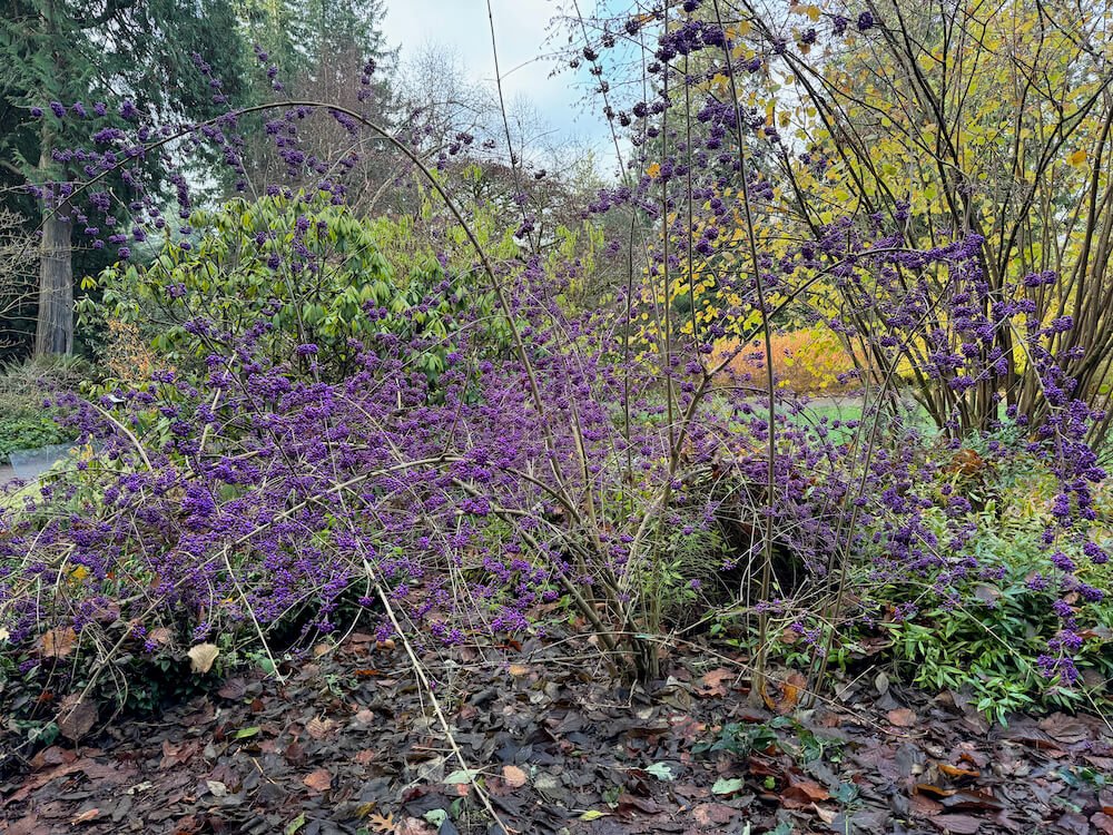 Callicarpa bodinieri var. giraldii 'Profusion' 03.jpeg