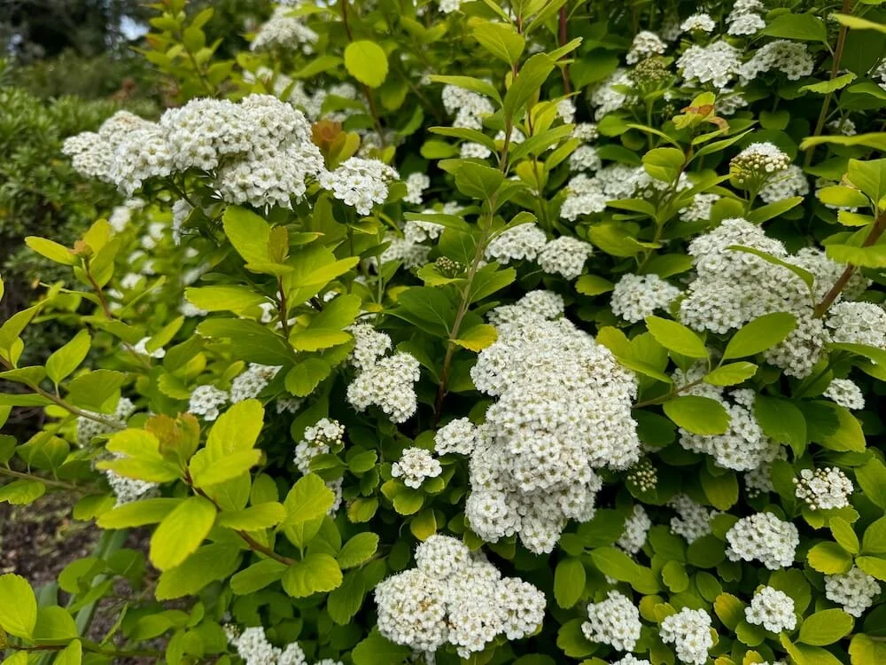 Spiraea betulifolia 'Tor Gold' 02.jpeg