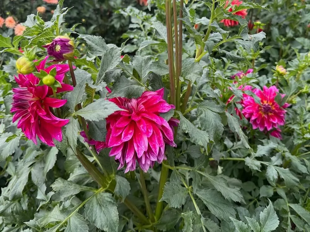 Dahlia 'Raspberry Punch' 03.jpeg