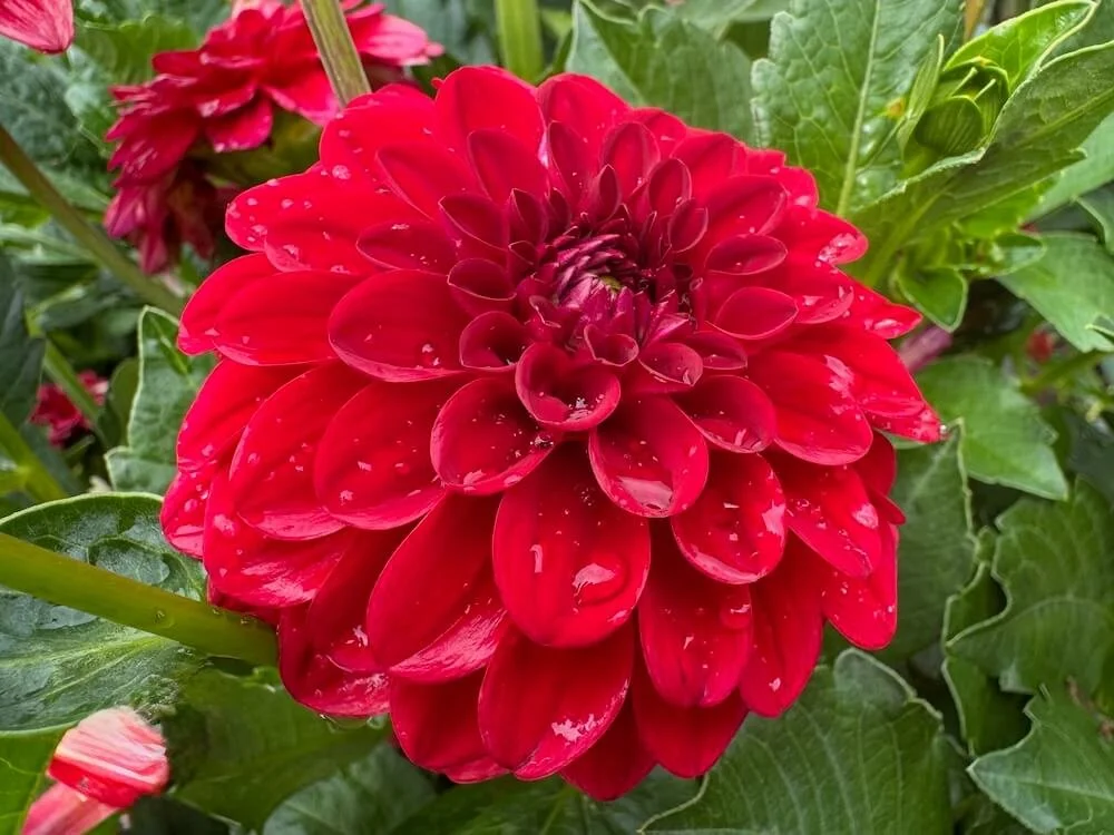 Dahlia 'Milo' 01.jpeg