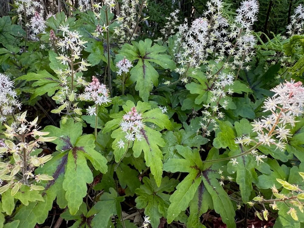 Tiarella ‘Starfish’ 02.jpeg