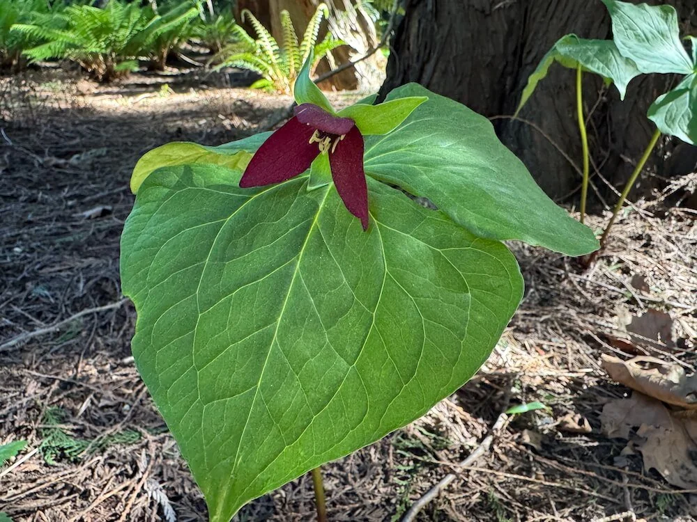 Trillium erectum 02.jpeg