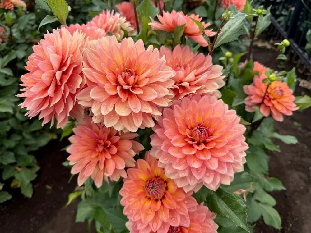 Nicholas Dahlia 07.jpeg