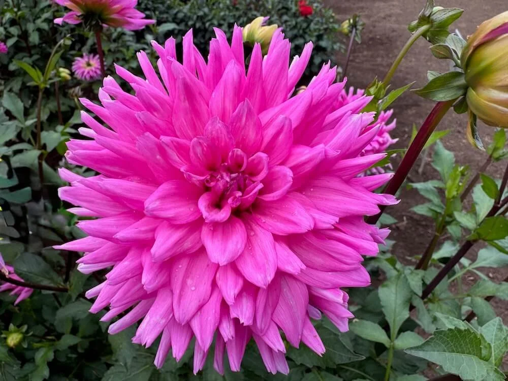 Dahlia 'Herbert Smith' 02.jpeg