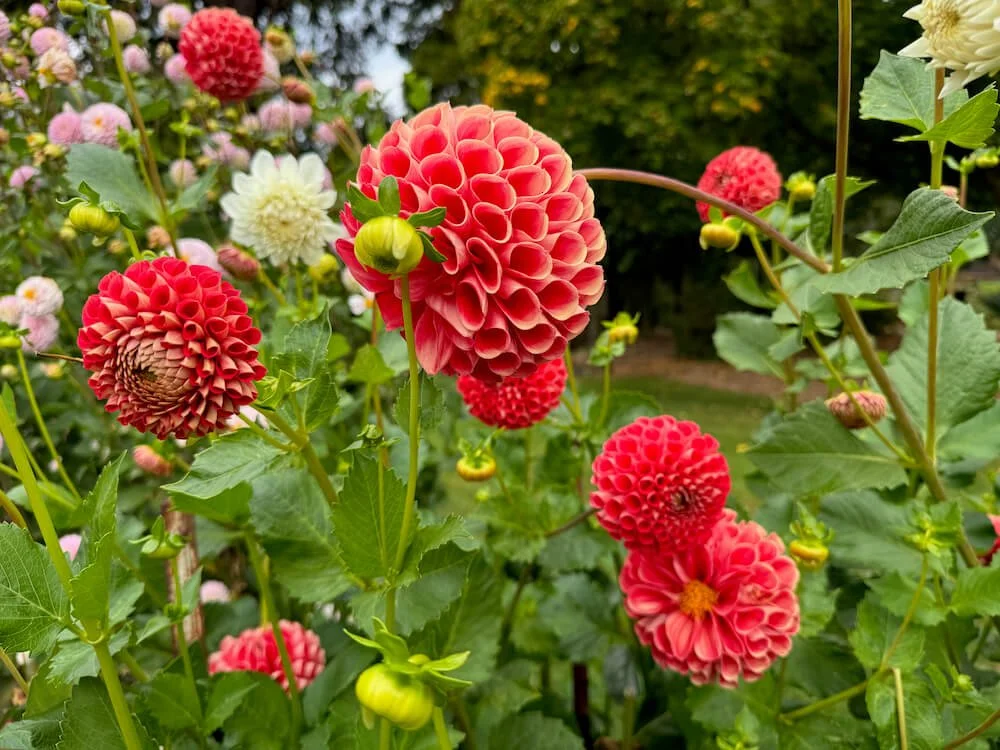 Dahlia 'Irish Red' 03.jpeg