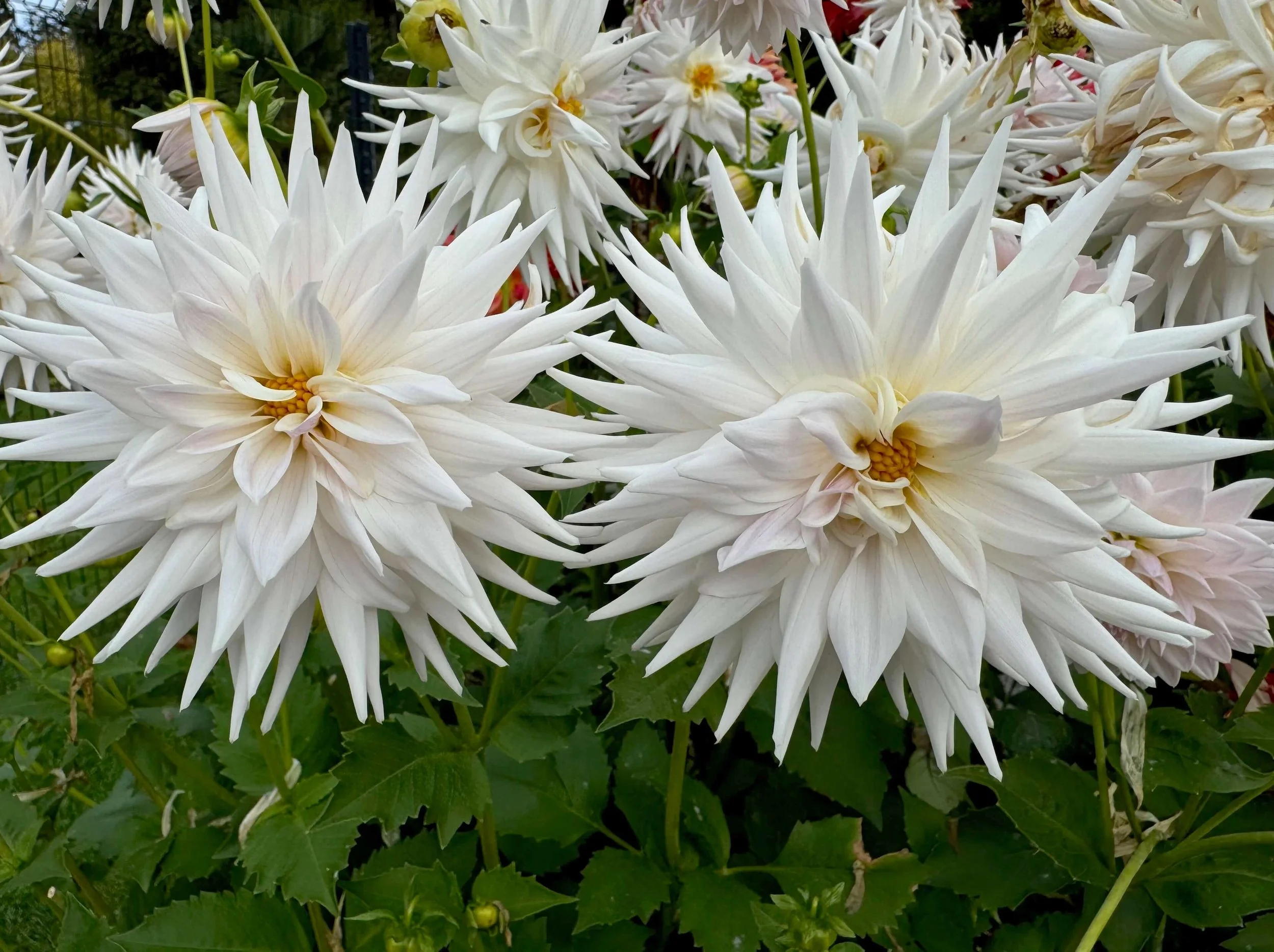 Dahlia 'Clearview Veda' 02.jpeg