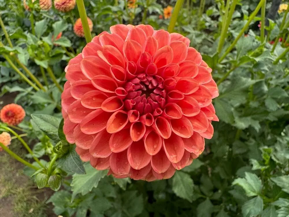 Dahlia 'Gingeroo' 02.jpeg