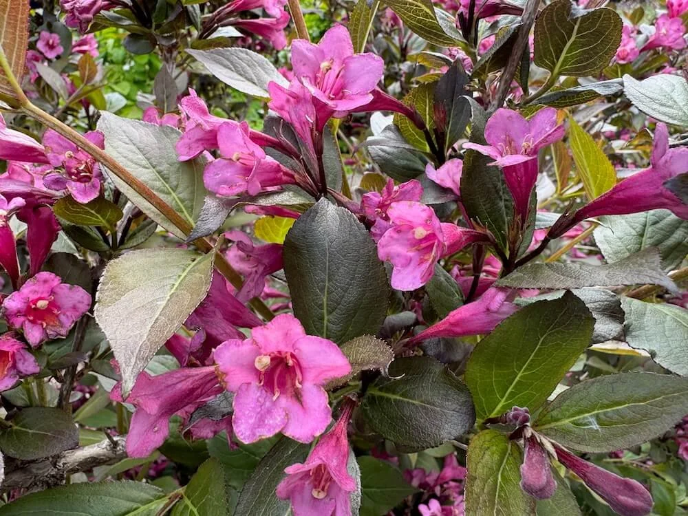 Weigela florida 'Tango' 01.jpeg