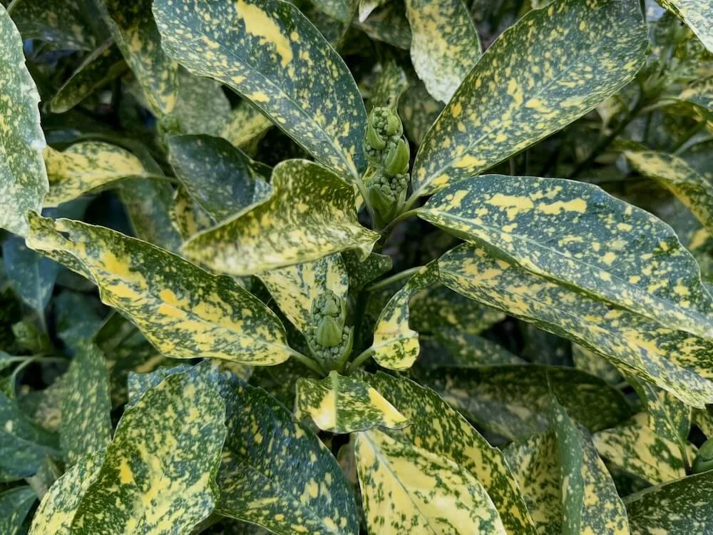 Aucuba japonica 'Variegata' | Variegated Japanese Spotted Laurel