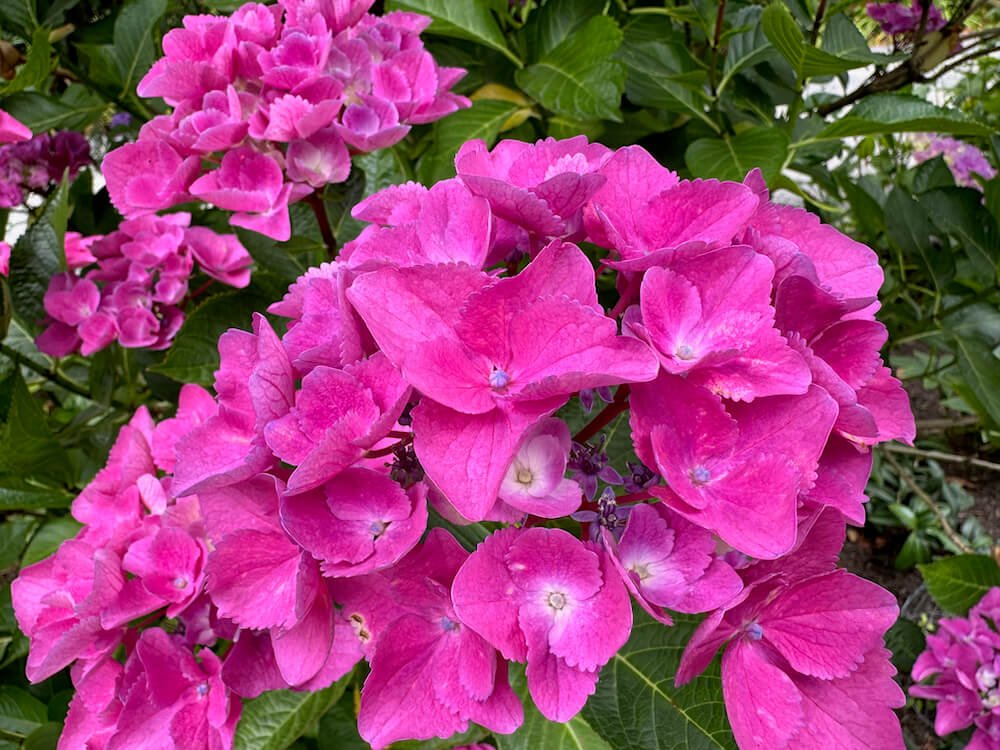 Hydrangea macrophylla 'Ragra' 03.jpeg