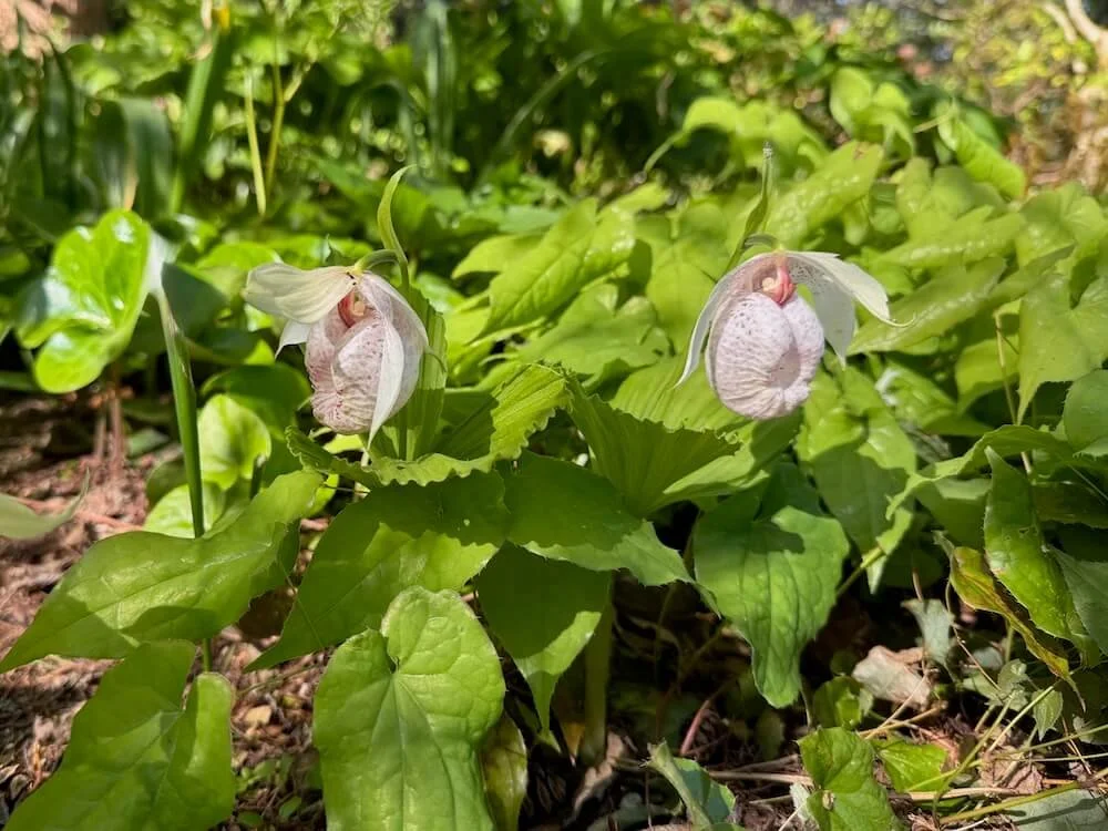 Cypripedium formosanum 03.jpeg