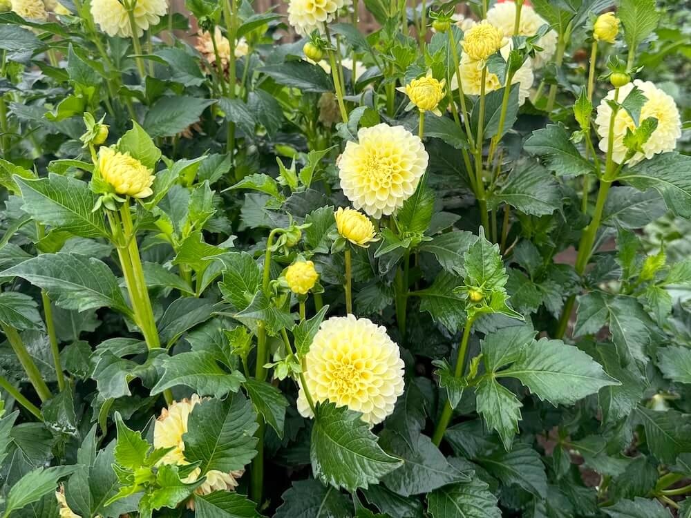 Dahlia 'Nettie' 03.jpeg