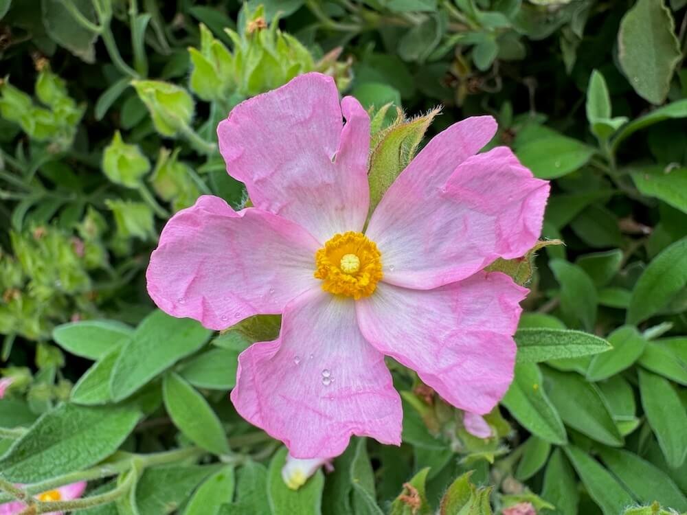 Cistus incanus tauricus | Tauric Rock Rose