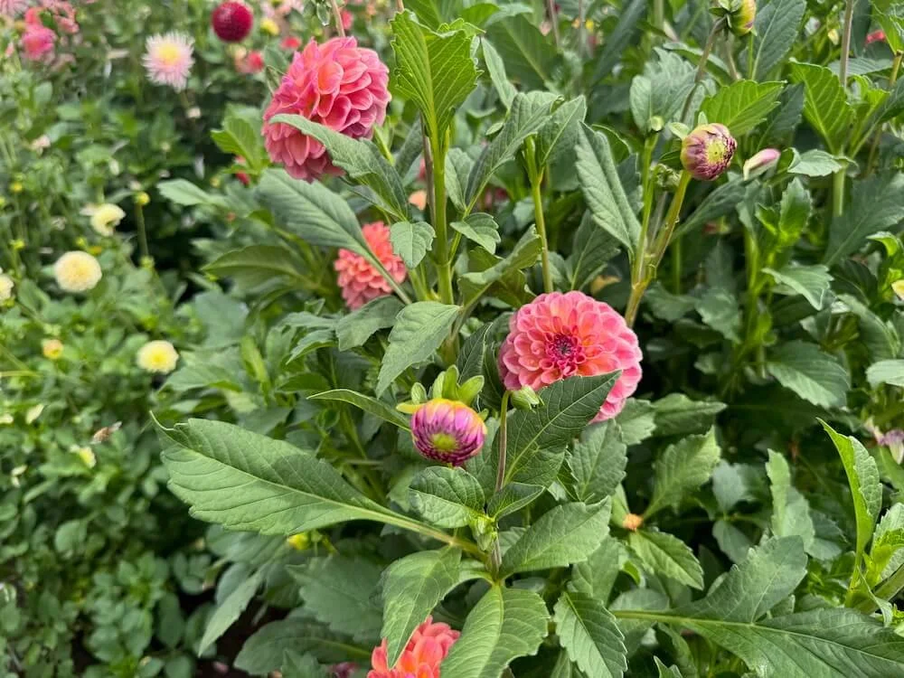 Dahlia 'Chewy' 07.jpeg