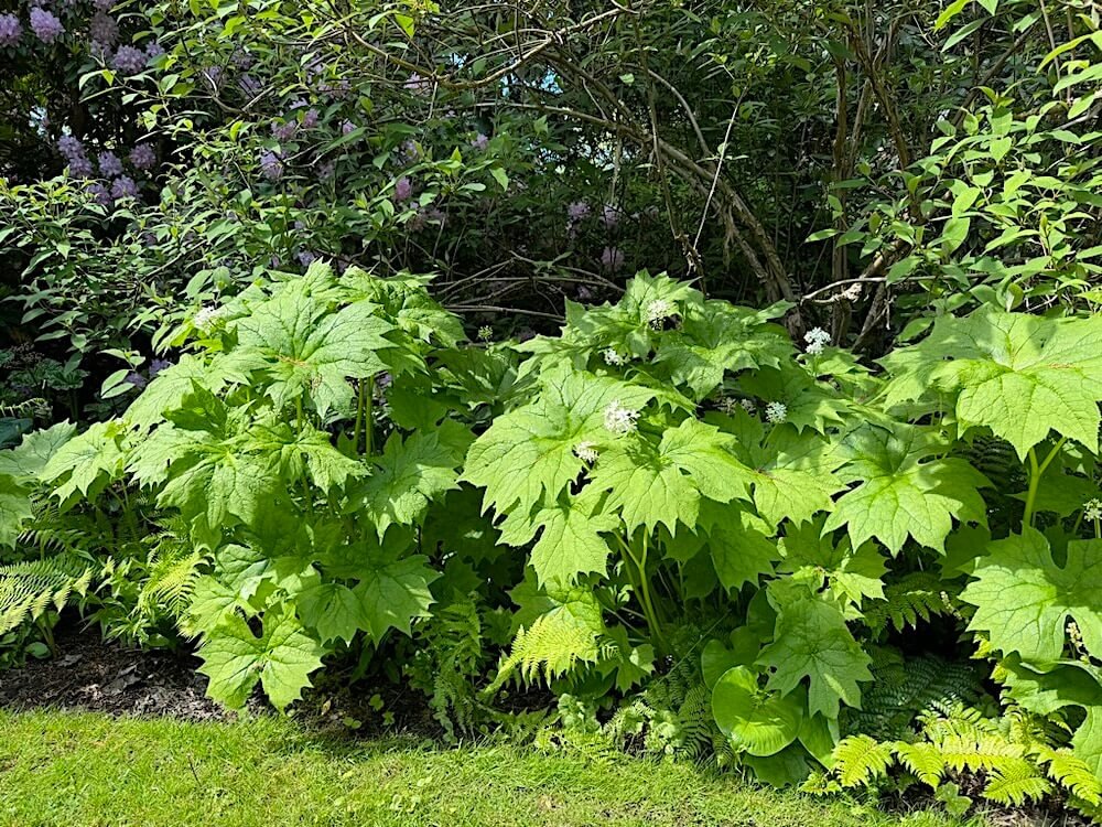 Diphylleia cymosa 02.jpeg