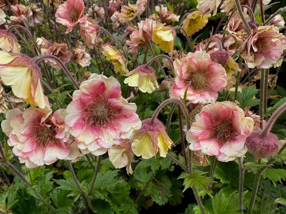Geum 'Pretticoats Peach' 01.jpeg